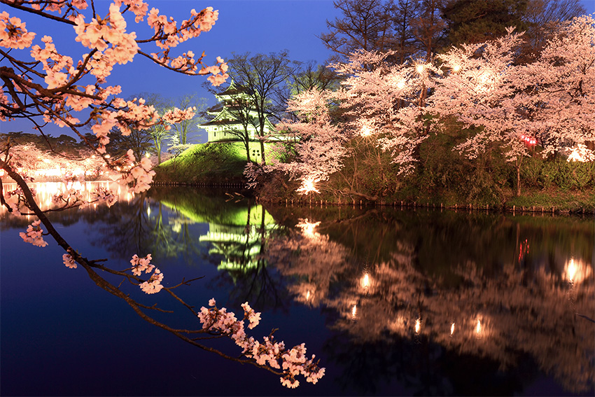 Sakura Kirschblüten Festival Nachts Lights