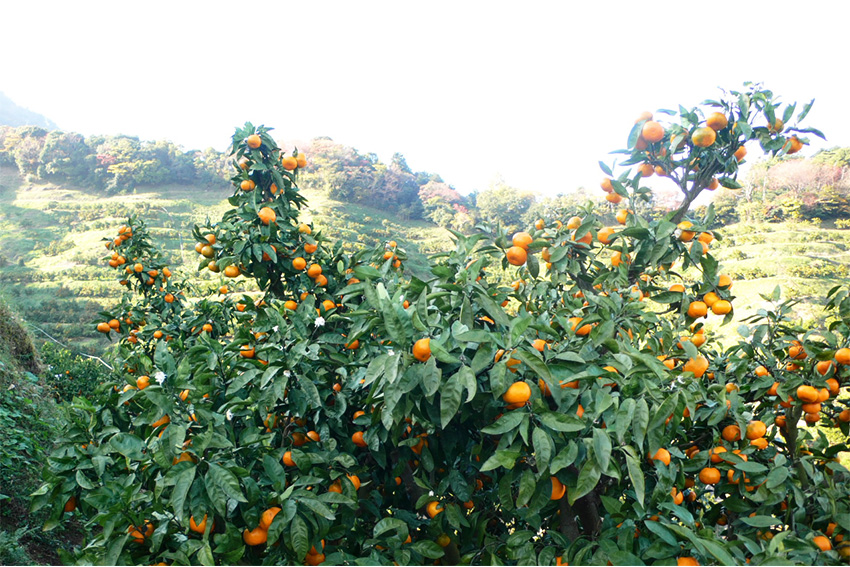 Satsuma Mandarinen Baum Japan