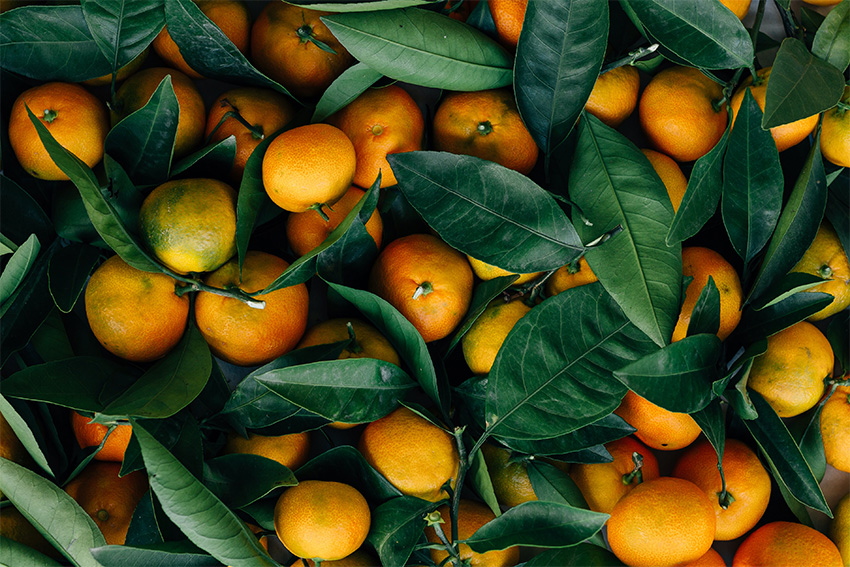 Satsuma-mandarine-frucht Schale und Unterschiede