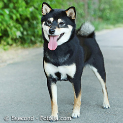 Japanische Hunderassen Shiba Inu Und Co Japanweltde