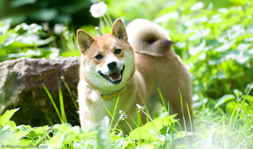 Japanische Hunderassen: Shiba Inu Co. japanwelt.de
