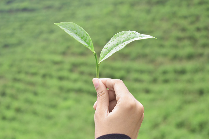 Sencha und Shincha Unterschied