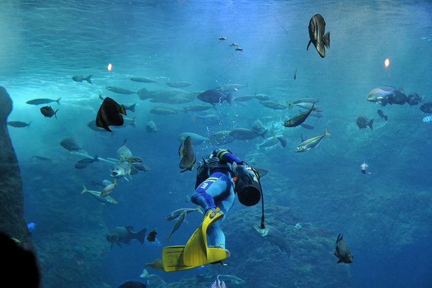 Sumida Aquarium: Unterwasserwelt im Tokyo Skytree Taucher im Becken des Sumida Aquariums im Tokyo Skytree, umgeben von vielen Fischen in blauem Wasser