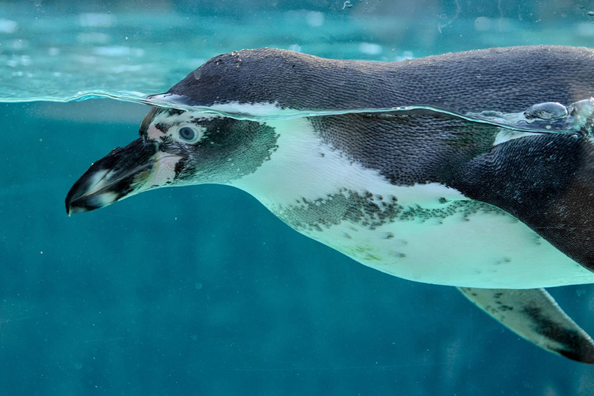 Sunshine Aquarium Tokio: Pinguin im Rooftop-Becken Nahaufnahme eines Pinguins, der im Wasser des Sunshine Aquariums in Tokio schwimmt