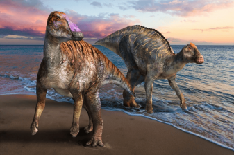 Paläontologie in Japan: Dinosaurier-Fossil aus Westjapan stellt neue Art dar