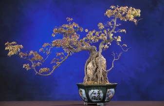 Die ältesten Bonsai-Bäume Japans bestaunen