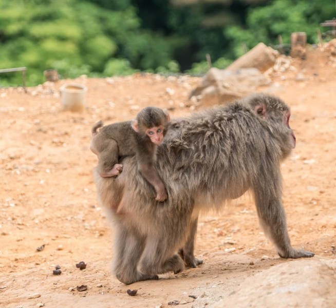 Tokio mit Baby: Ein kleiner Ratgeber für den Alltag