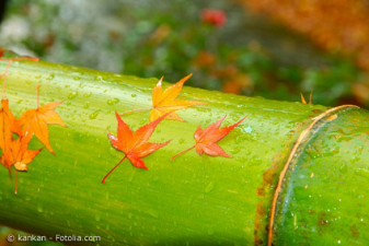 Übersteht Bambus die Herbst- und Wintermonate im Garten?