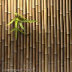 Bambus – ein vielseitiger Schmuck für Garten und Terrasse