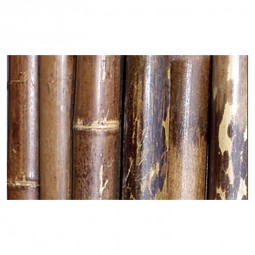 Bambusrohre 3m, schwarz-braun gefleckt