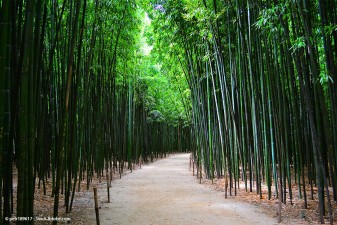 Eine Bambusstange – 100 Möglichkeiten: Mit Bambus selber bauen! 