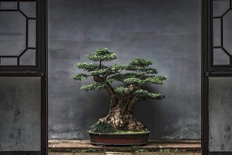 Einführung in die Kunst des Bonsai – Wie man einen Bonsai-Baum züchtet