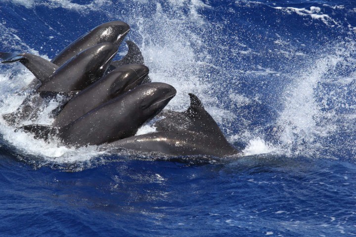 Delfinneuronen enthüllen das Risiko der Umweltverschmutzung