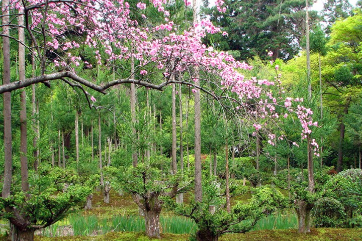 Daisugi: Jahrhundertealte, nachhaltige Forstwirtschaftstechnik aus Japan