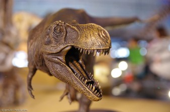 Die Präfektur Fukui: Das Reich der Dinosaurier in Zentraljapan
