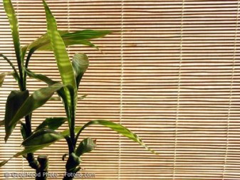 Für Fensterrollos im japanischen Stil Bambus auswählen