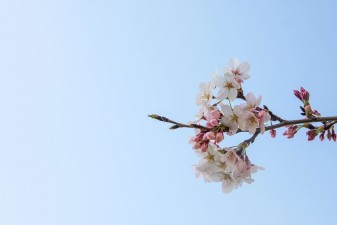 Die ersten Kirschblüten 2021 in der Präfektur Hiroshima
