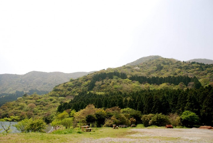 Zerstörung eines japanischen Nationaldenkmalwaldes: 74-jähriger Mann festgenommen