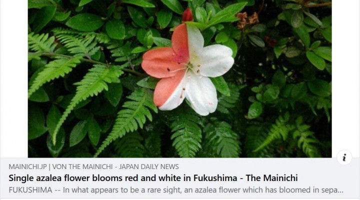 Fukushima: Azaleenblüten erstrahlen zweifarbig in Rot und Weiß
