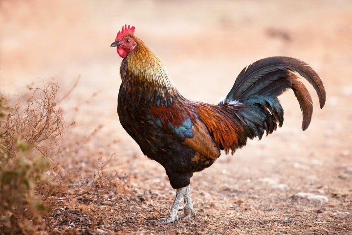 Erneute Fälle von Vogelgrippe in Japan