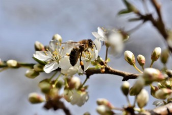 50.000 Honigbienen leben auf einem Kaufhaus in Osaka