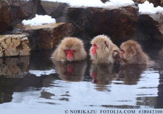 Beeindruckende Erfinder und skrupellose Diebe - die Welt der japanischen Affen