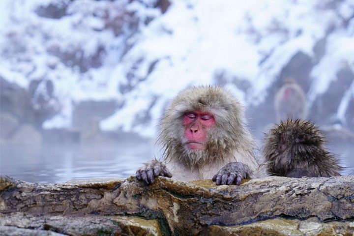 Japans Schneeaffen in Onsen im Jigokudani Affenpark