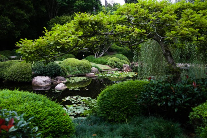 Die besten Pflanzen für japanische Gärten - Ästhetik & Symbolik