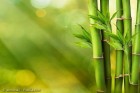 Bambus – das asiatische Naturmaterial und seine Vielfältigkeit