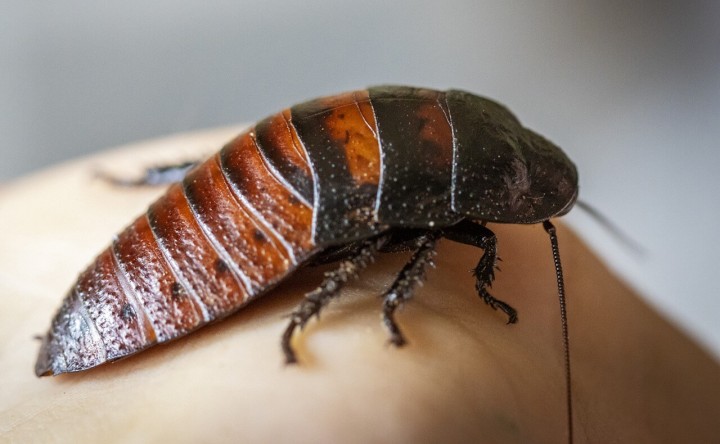 Kannibalismus bei holzfressenden Kakerlaken während der Paarung entdeckt