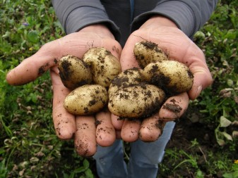 Kartoffelproduzent Calbee: Knollen-Kits zum Pflanzen von Kartoffeln im Südwesten Japans 