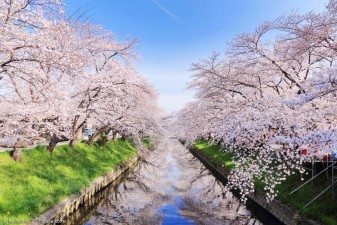 Hanami – wie Kirschblüten in Japan gefeiert werden
