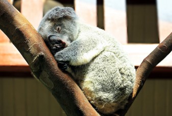 Ältester Koala der Welt im japanischen Zoo