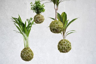 Kokedama: Japanischer Einrichtungsstil mit Moosball