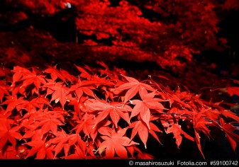 Momijigari - Spaziergänge in Japans traumhaften Herbstlandschaften