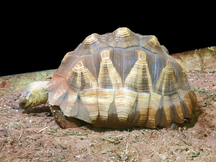 Der Zoo von Yokohama züchtet erfolgreich vom Aussterben bedrohte Schnabelbrustschildkröte