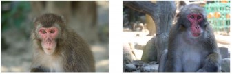 Zoo in Oita hat zum ersten Mal ein Weibchen als Anführerin einer Affenbande