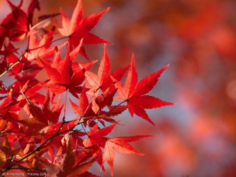 Momiji – der Indian Summer Japans