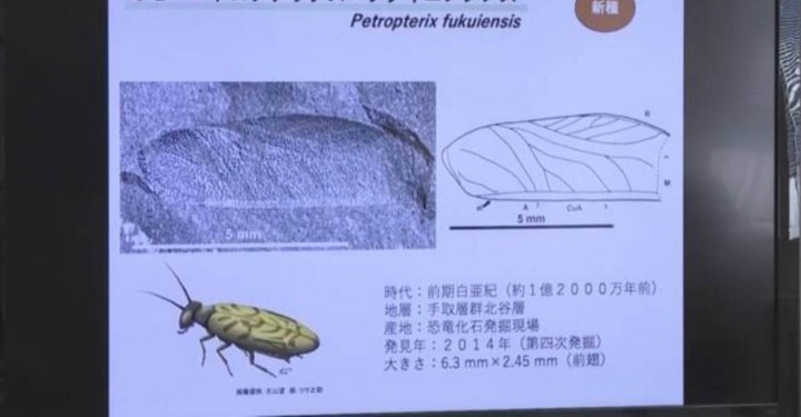 Fossilien von drei neuen prähistorischen Schabenarten im zentraljapanischen Fukui 