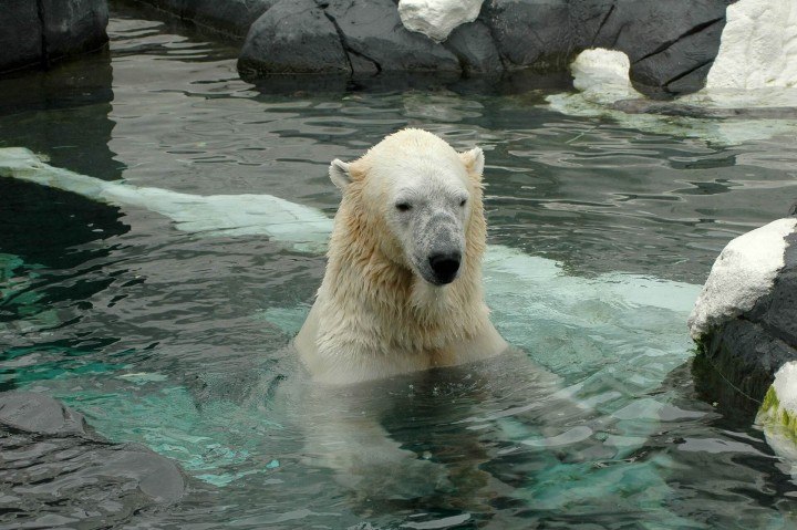 Japanische Eisbären als neuer Unterhaltungshit weltweit