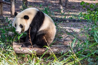 Riesenpanda feiert 29. Geburtstag im japanischen Zoo