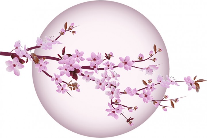 Sakura Kirschblüte – Vergänglichkeit und Symbol der Erneuerung