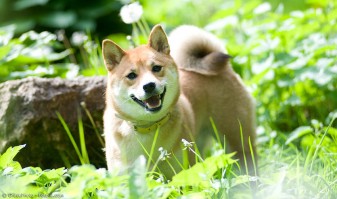 Hachiko und Co. – Über Shiba Inu, Akita und andere japanische Hunderassen