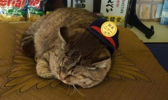 Berühmte Bahnhof-Katze ist in Japan gestorben