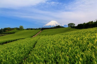 Ist Tee aus Japan nach Fukushima noch radioaktiv belastet?