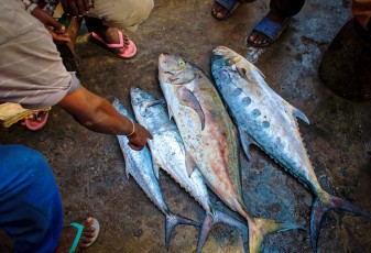 Importiert Japan illegalen chinesischen Fisch? 