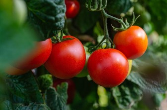 Süßer Erfolg: Frische Tomaten als Verkaufsschlager in Automaten in Kobe