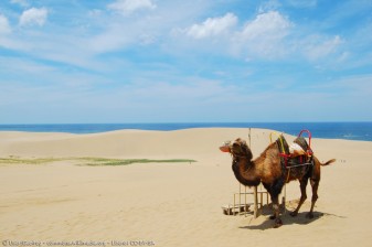 In Japan Kamel reiten und Sanddünen bestaunen? Auf nach Tottori!