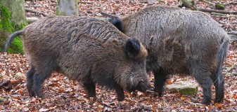 Jagd in Japan: Mehr Jäger gegen wilde Hirsche und Wildschweine