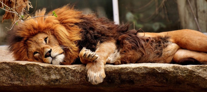 Japanische Zoos und Tiergärten sollen Raubtiere mit Wild füttern